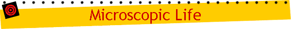 Microscopic Life